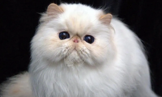 喜马拉雅猫繁殖要注意什么？正确的做法是？