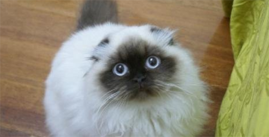 喜马拉雅猫吃什么比较好？