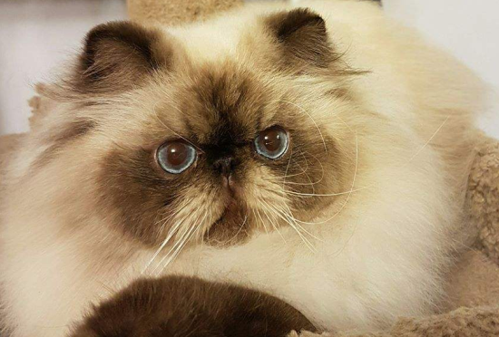 喜马拉雅猫的脾气怎么样？