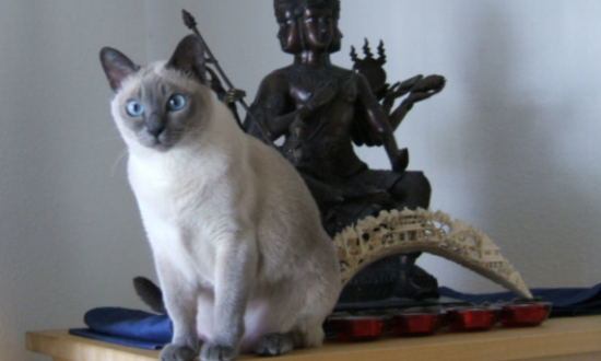 东奇尼猫多少钱一只？该怎么饲养？