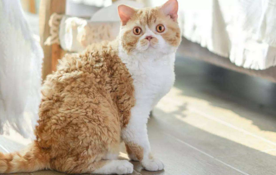 斯可可猫有什么缺点？