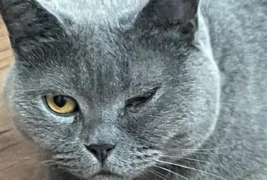 猫咪眼睛突然一大一小睁不开