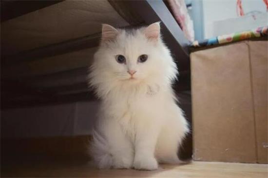 训练山东狮子猫上厕所，这些技巧一定要掌握