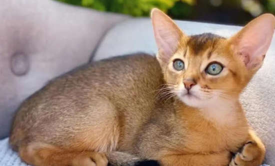 小鹿色阿比西尼亚猫价位