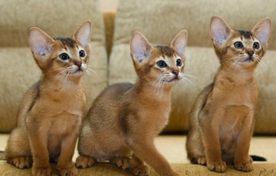 阿比西尼亚猫适合吃什么