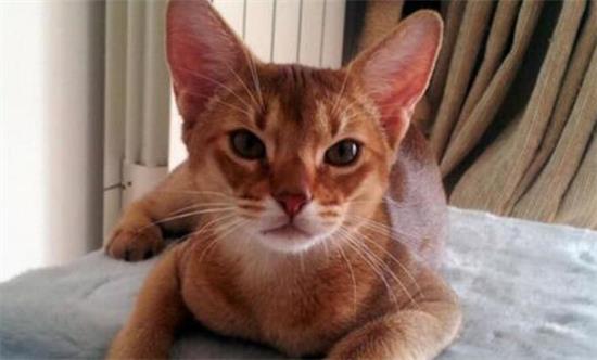 阿比西尼亚猫的选购技巧
