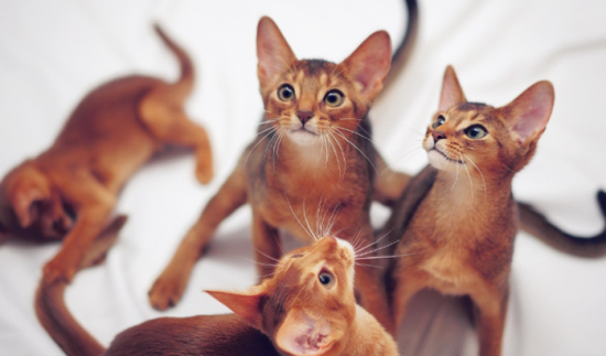 阿比西尼亚猫贵吗