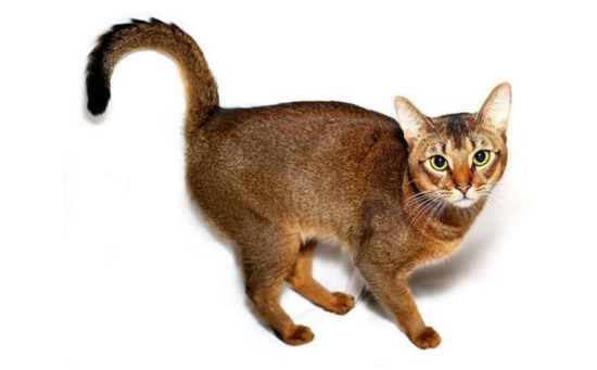 阿比西尼亚猫和布偶猫哪个聪明-谁智商高