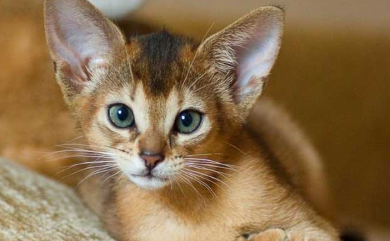 阿比西尼亚猫和伯曼猫哪个聪明