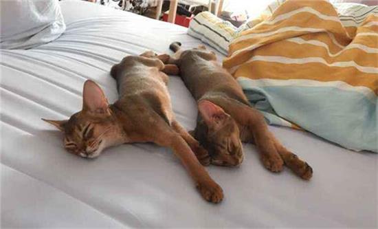 阿比西尼亚猫的体重是多少