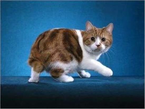 曼岛无尾猫的食物禁忌