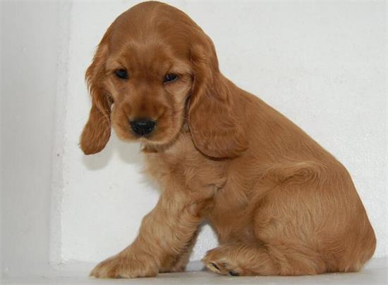 英可卡怎么养？最正确的英国可卡犬饲养方法