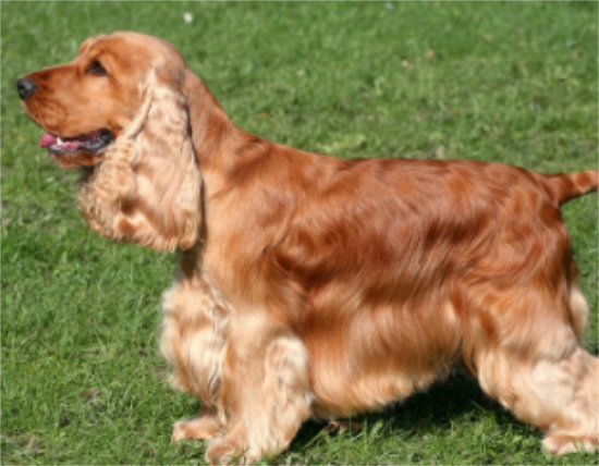 英国可卡犬得了细小怎么办？看这里~