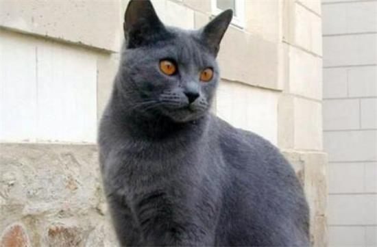 夏特尔猫长什么样子？