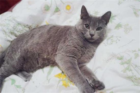 夏特尔猫吃什么食物比较好