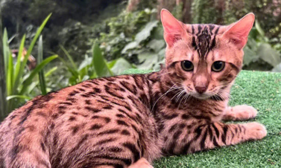 孟加拉猫有哪些优点和缺点？