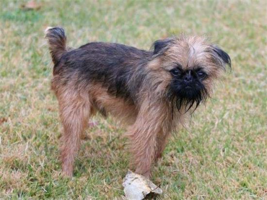 布鲁塞尔粗毛猎犬聪明吗