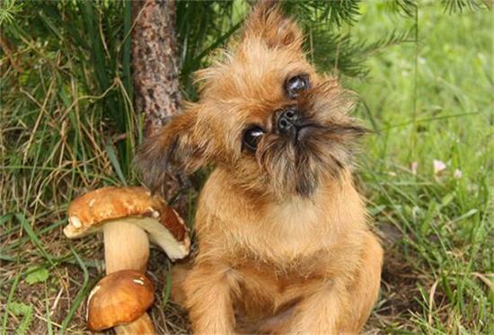 家中有布鲁塞尔粗毛猎犬，这几种食物别碰