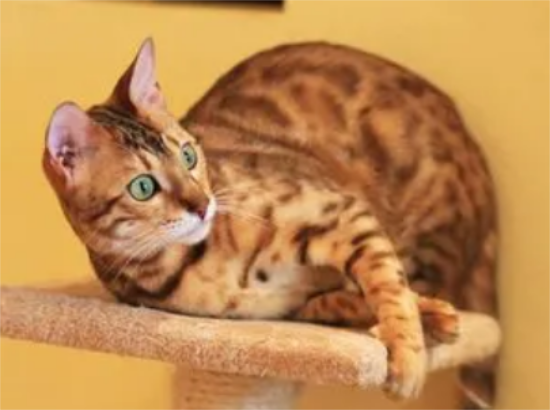 孟加拉猫好养吗？来了解下吧
