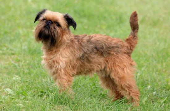 身材短小、性格敏感的布鲁塞尔粗毛猎犬