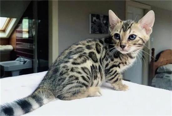 孟加拉豹猫多少人民币一只