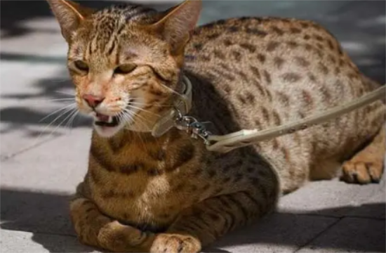 孟加拉猫有多可怕？