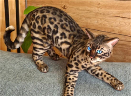 孟加拉猫7大特质！霸气的外表下竟然是这样