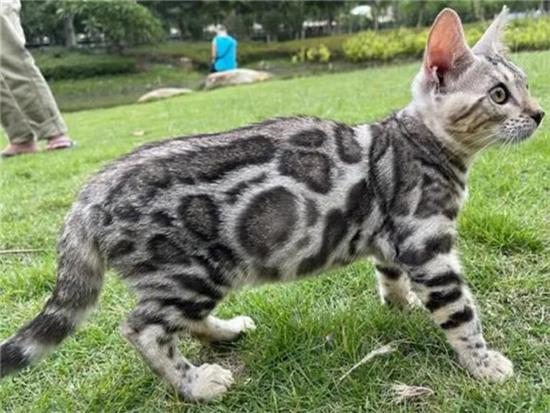 孟加拉豹猫怎么看纯不纯