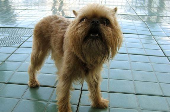 布鲁塞尔粗毛猎犬的饲养要点有哪些