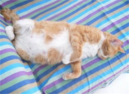 猫咪骨折肿胀吃什么消炎药