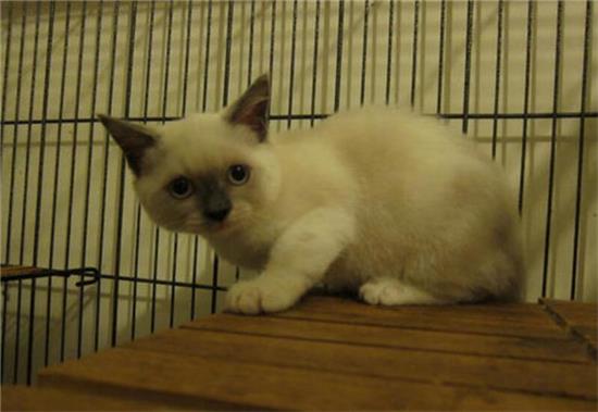 重点色短毛猫选购技巧