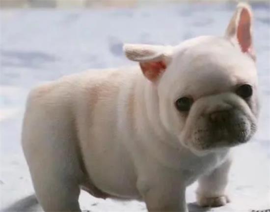正宗斗牛犬幼犬图片