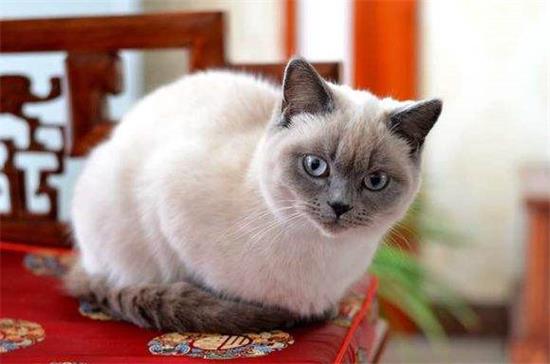重点色短毛猫为什么要绝育