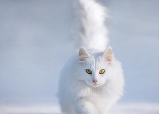 怎么教安哥拉猫游泳？新手小白可以看看～