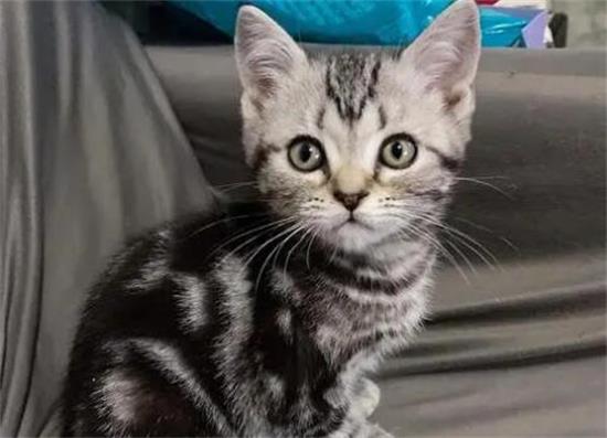 美短虎斑猫千万不能养
