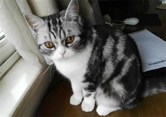 美国英短虎斑猫