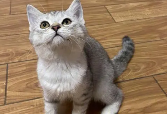 虎斑银渐层是什么品种猫图片