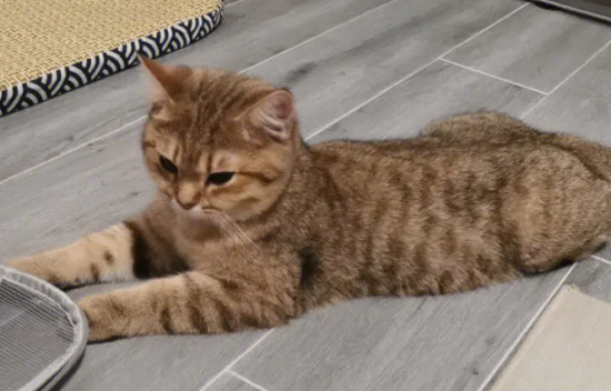 虎斑猫好还是金渐层好