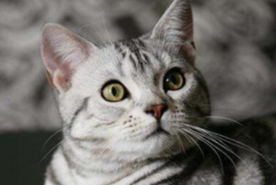 英短虎斑猫就是不纯吗