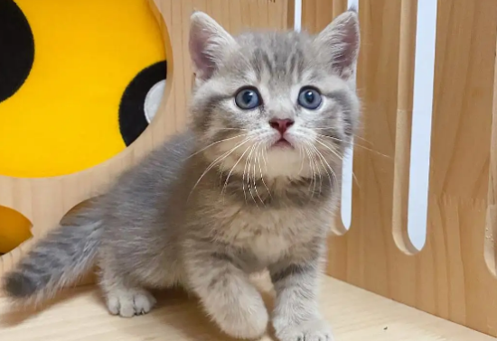 蓝虎斑是什么品种的猫