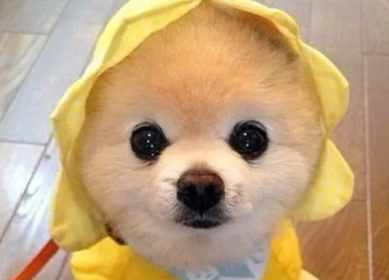 俊介犬的主人需要注意什么