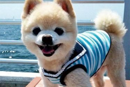 俊介犬养家里臭吗