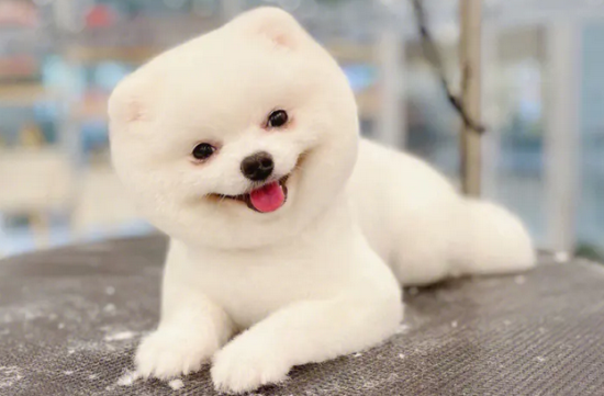 俊介犬智商排名相当于几岁