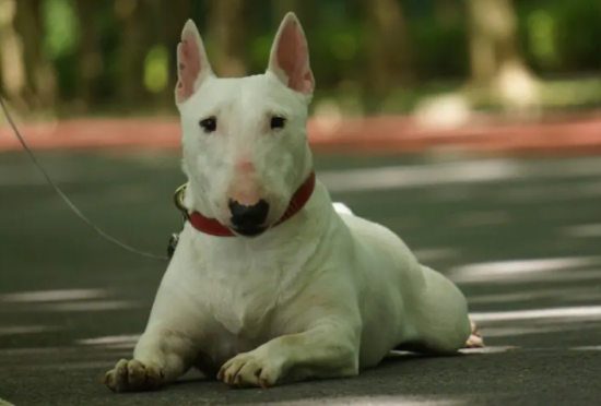 迷你牛头梗是禁养犬种吗