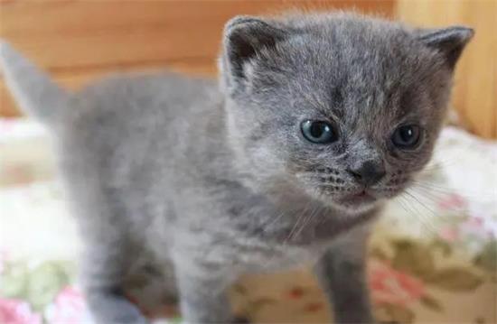 美短蓝猫幼崽多少钱一只