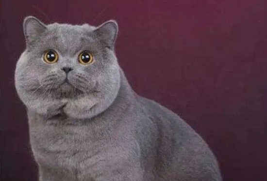 蓝短猫多少钱一只