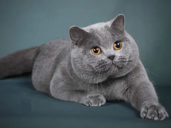 蓝猫吃什么能长胖又发腮