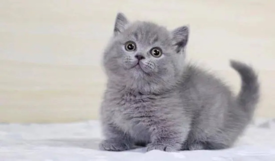 蓝猫丢了最可能去哪里