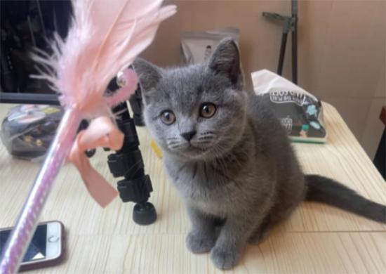小蓝猫多少钱一只