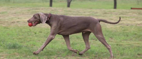 魏玛犬该怎么喂养